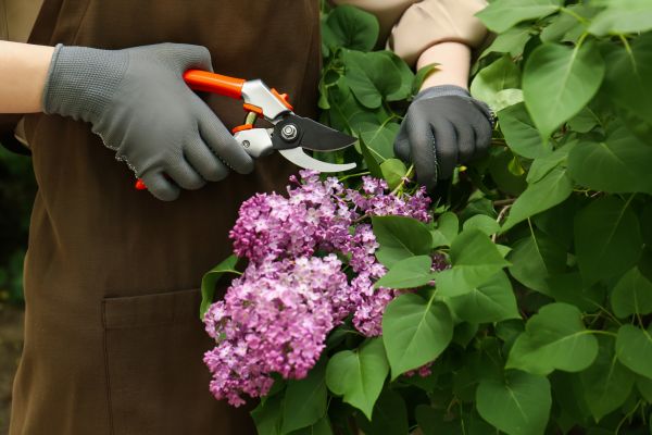 Lilac Pruning Service in Franklin