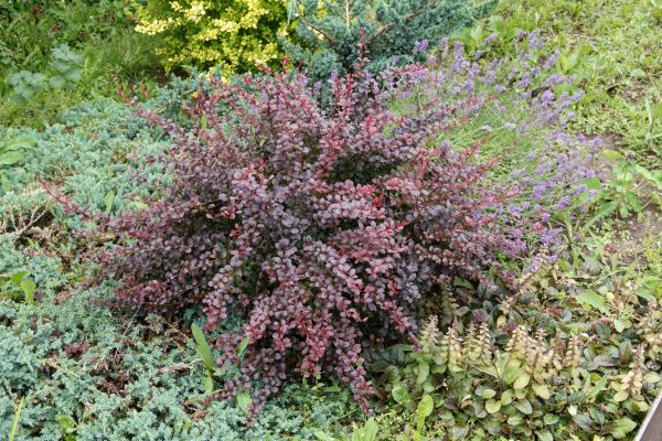 Japanese Barberry Removal in Franklin