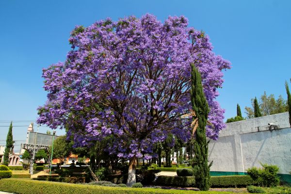 Jacaranda Pruning in Franklin