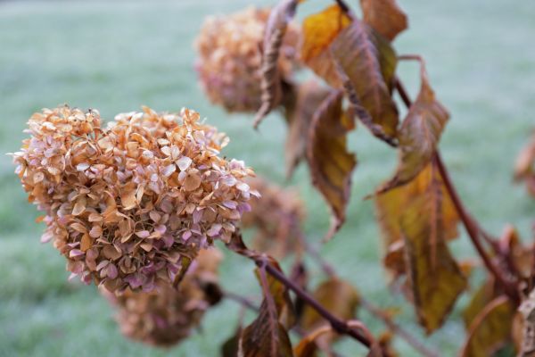Hydrangea Removal in Franklin