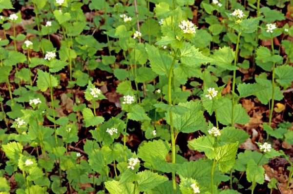 Garlic Mustard Removal in Franklin