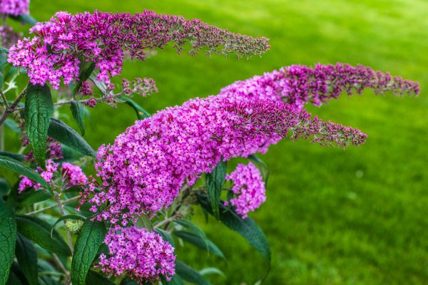 Butterfly Bush Removal in Franklin