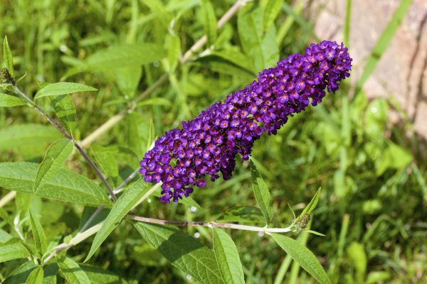 Butterfly Bush Pruning in Franklin