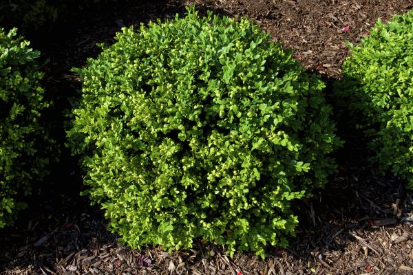 Boxwood Removal in Franklin
