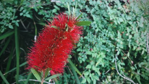 Bottlebrush Pruning in Franklin