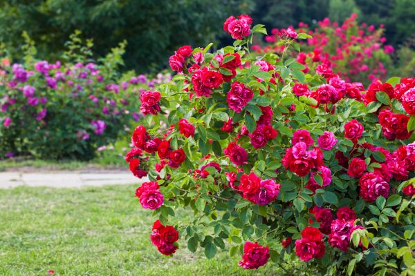 Shrub Trimming in Franklin
