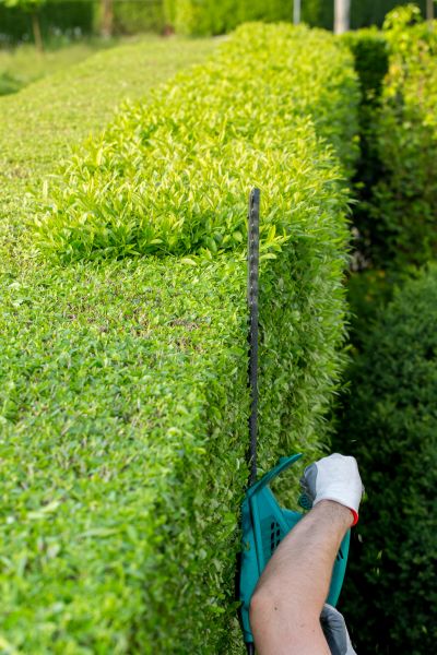 Hedge Trimming in Franklin